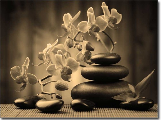 Preview: Orchidee zum Wohlfühlen