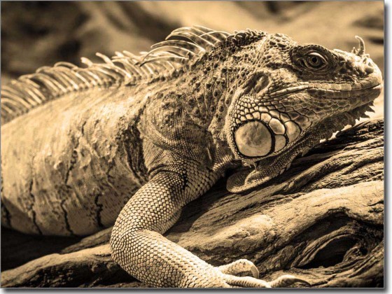 Preview: Blickdichtes Glasbild Chamäleon sepia - Fotofolie für Glas