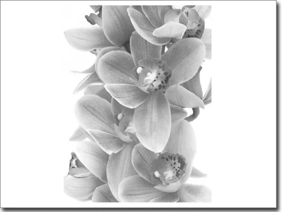 Digitaldruck auf Glas mit Orchidee in schwarzweiß