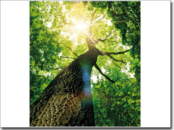 Preview: Glasbild Baum Preview: Glasbild Baum