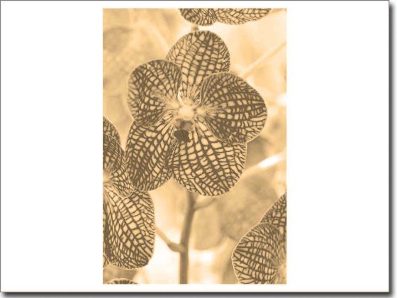 Preview: Fotofolie Blume Preview: Fotofolie Blume