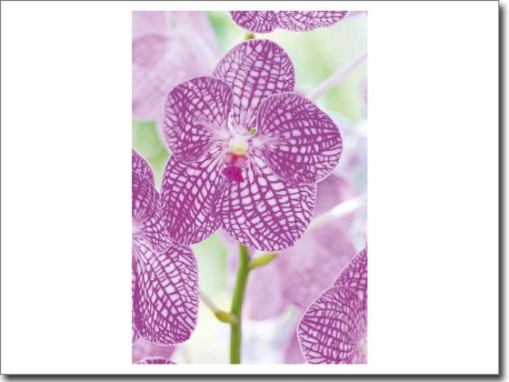 Preview: Fotofolie Blume Preview: Fotofolie Blume