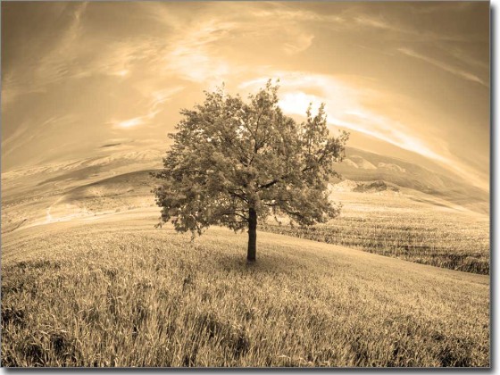 Preview: Foliendruck Zauberbaum