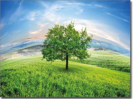 Preview: Foliendruck Zauberbaum