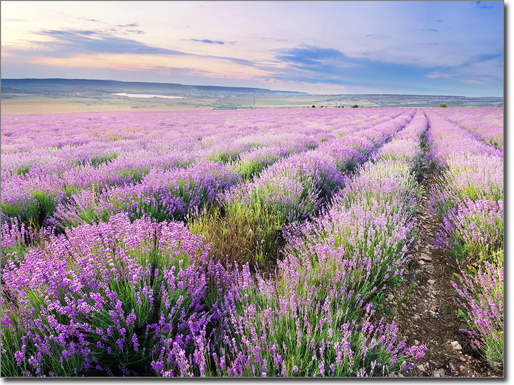 Fenstersticker Lavendel Frankreich Provence Urlaub Homesticker Fensterfolie