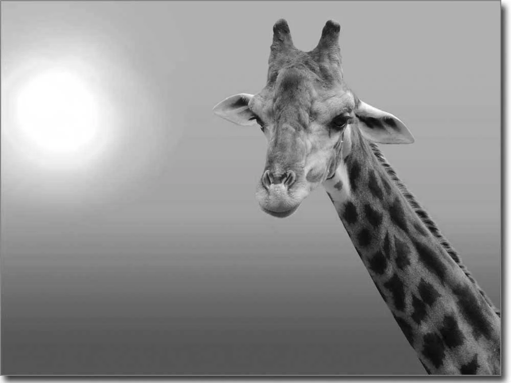 Foliendruck Giraffe schwarz-weiß
