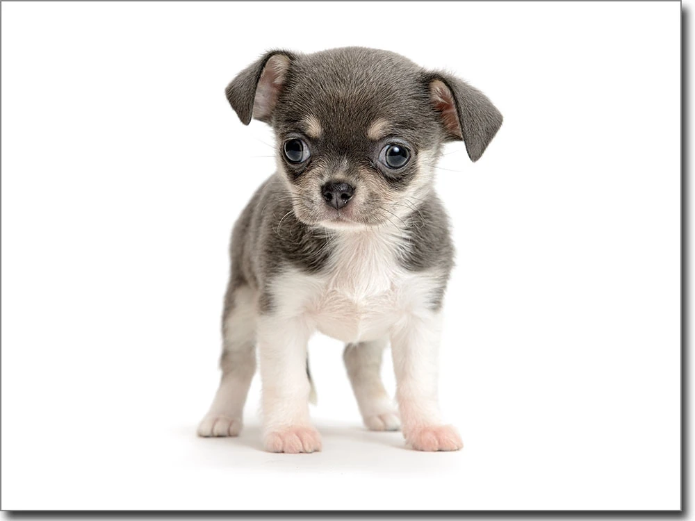 Fotofolie für Glas Chihuahua Baby farbig