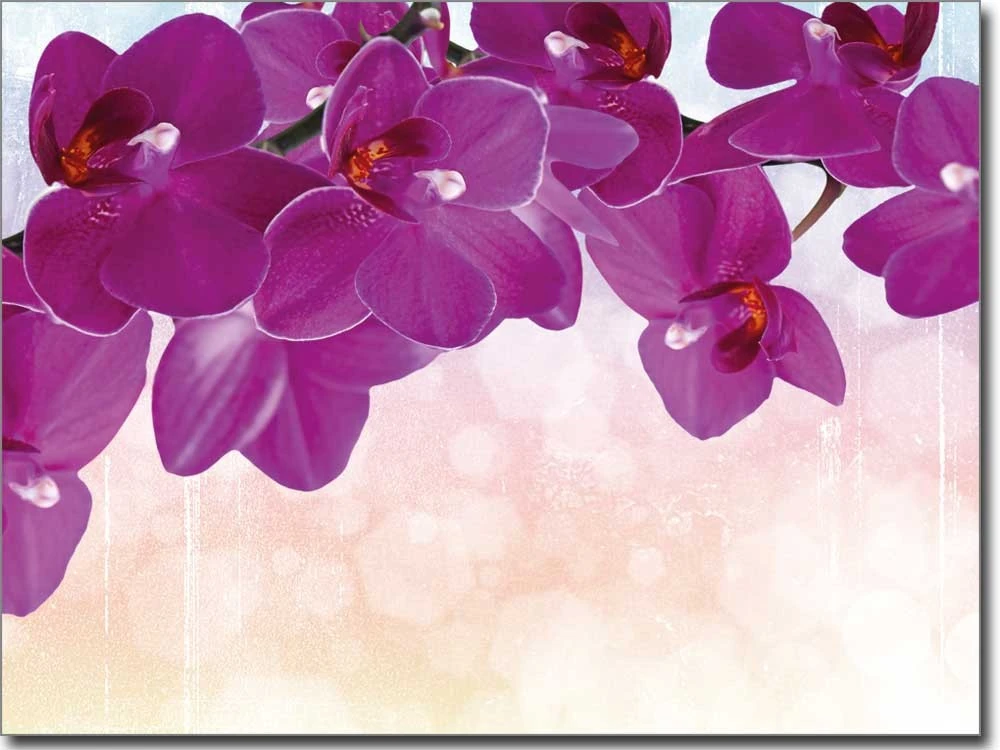 Purpur Orchidee
