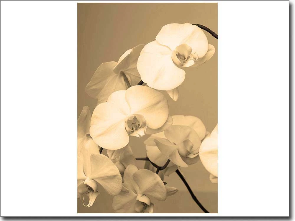 Foliendruck mit weisser Orchidee in sepia