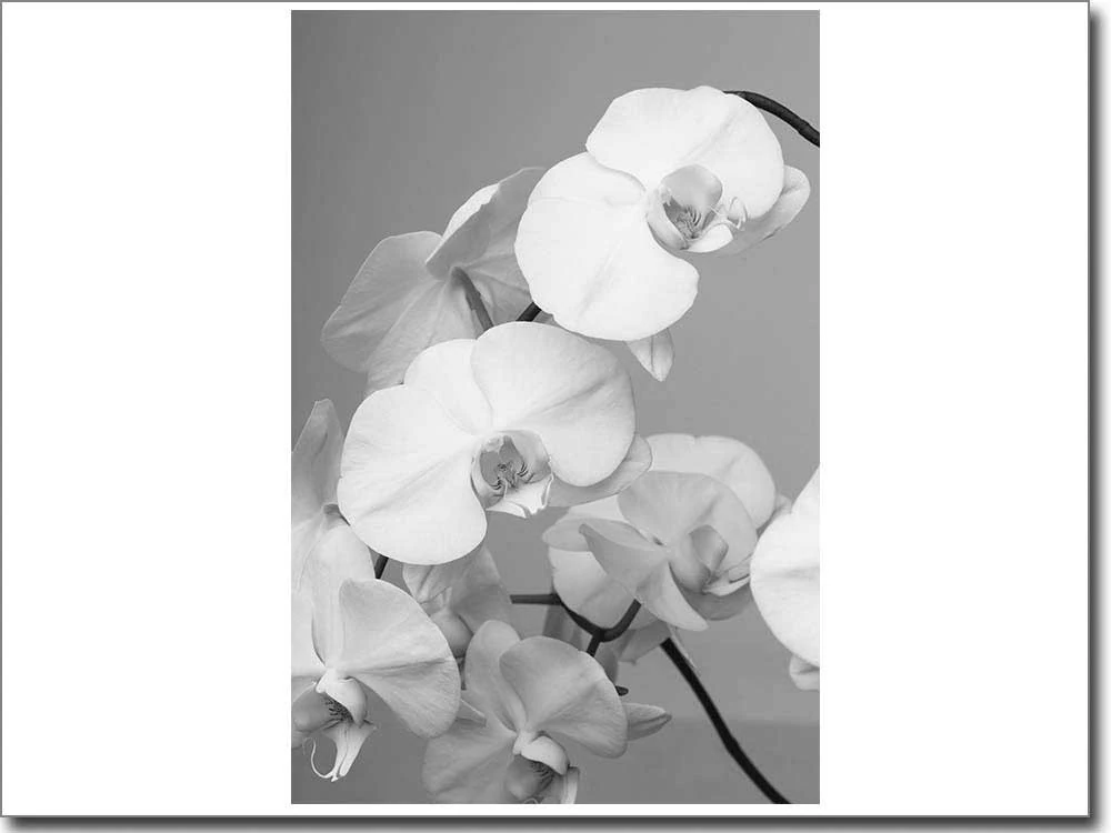 Foliendruck mit weisser Orchidee in schwarzweiss