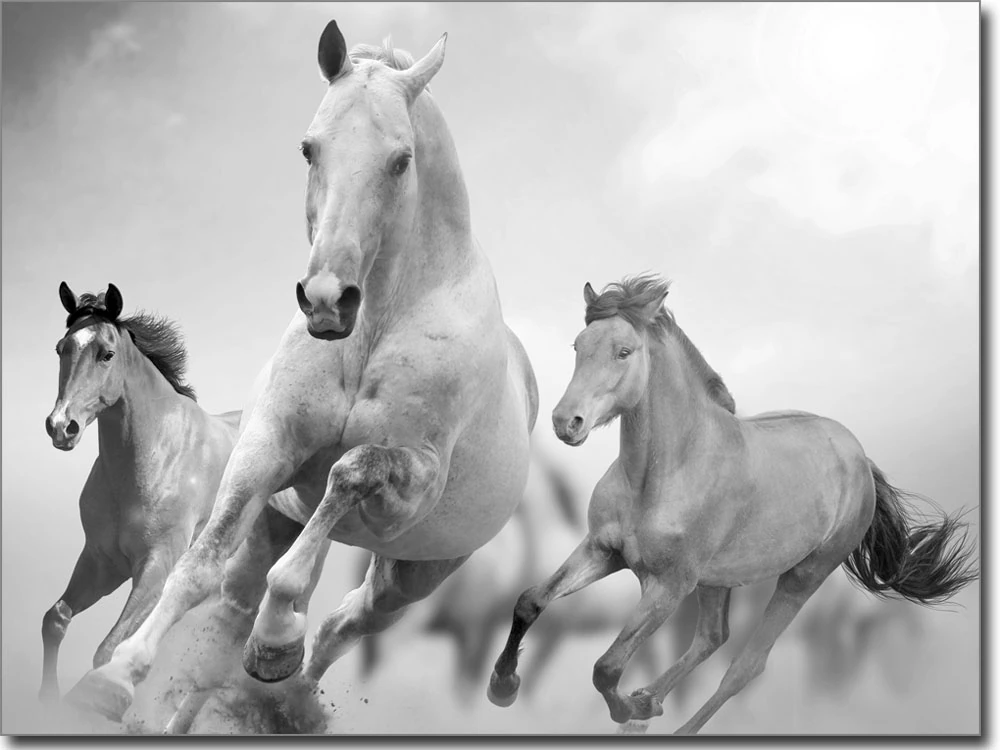 Glasbild Wilde Pferde schwarz-weiß - Fotofolie für Glas