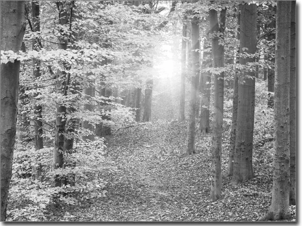 Glasbild Herbstwald
