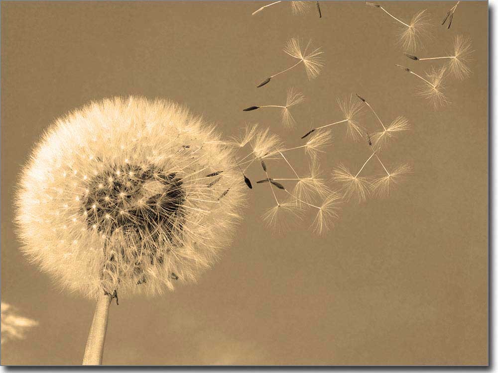 Glasbild Pusteblume Fensterperle.de