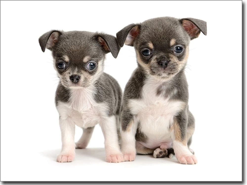 Fotofolie Chihuahua Babys farbig