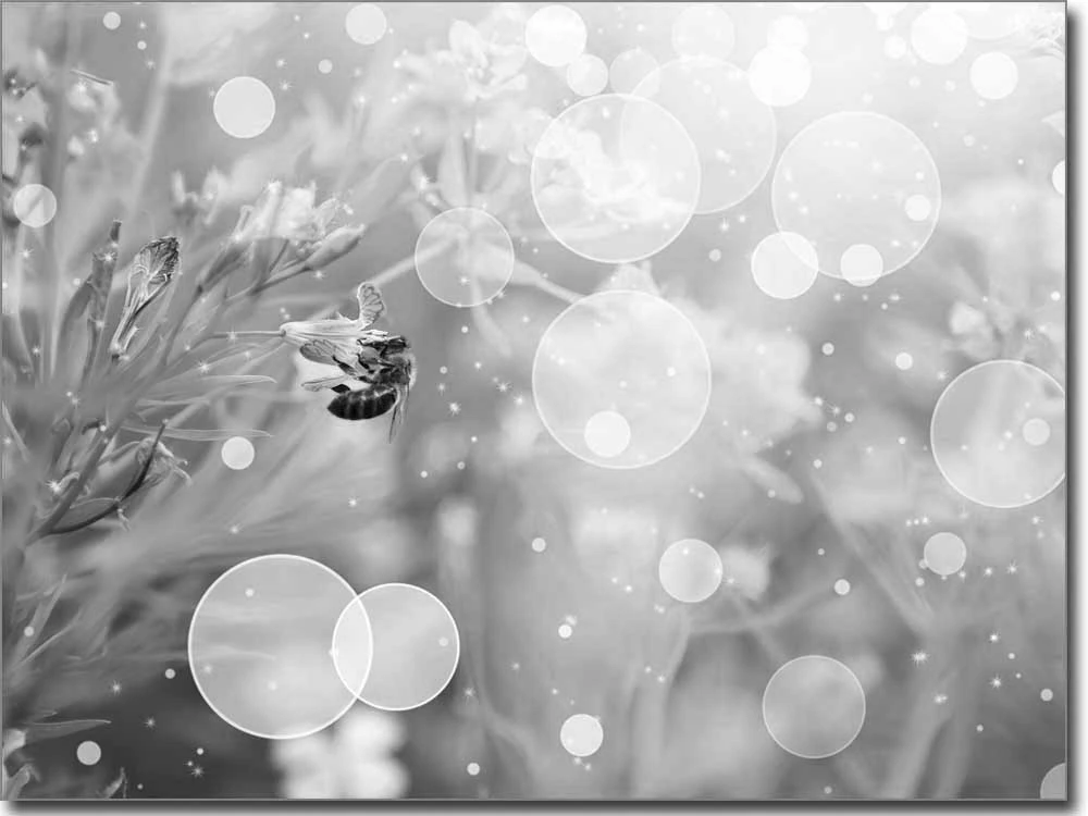 Fensterbild Biene schwarz-weiß - Selbstklebende Fotofolie