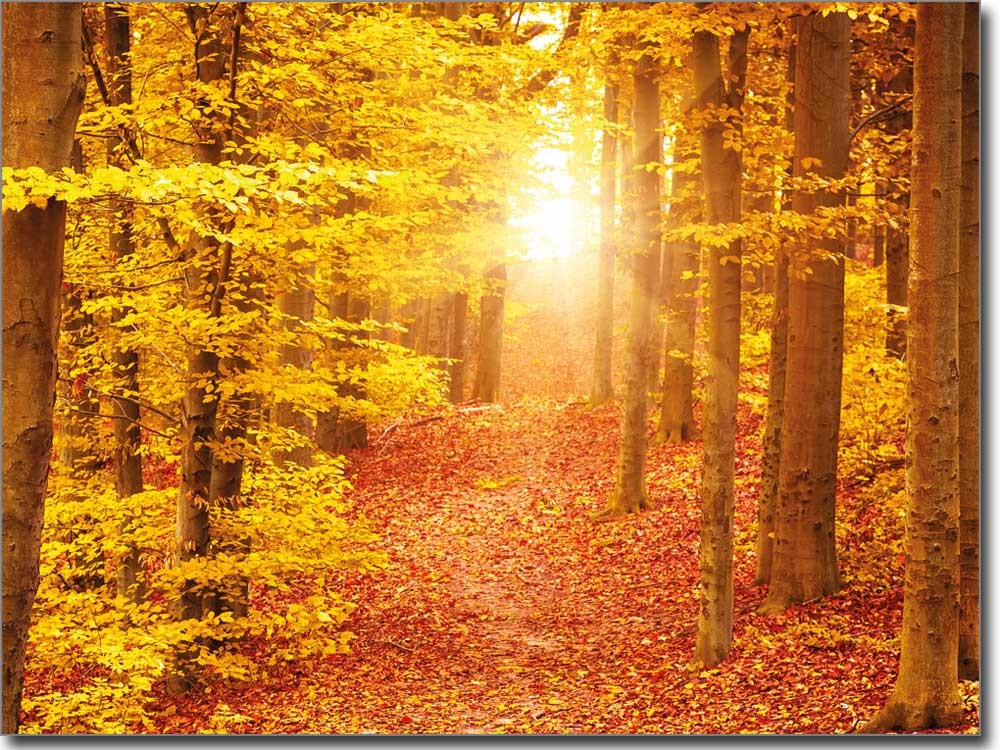 Glasbild Herbstwald | Selbstklebende Fensterfolie