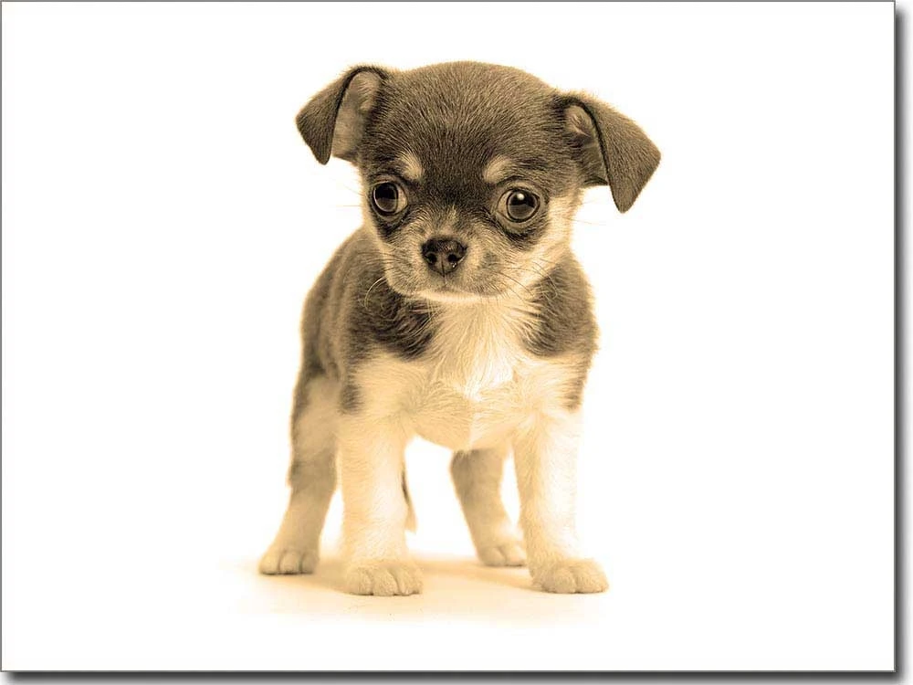 Fotofolie für Glas Chihuahua Baby sepia