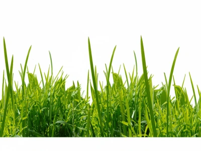 Fensterfolie Grasmotiv für Schaufenster - Ansicht Erklärung Wunschmaße