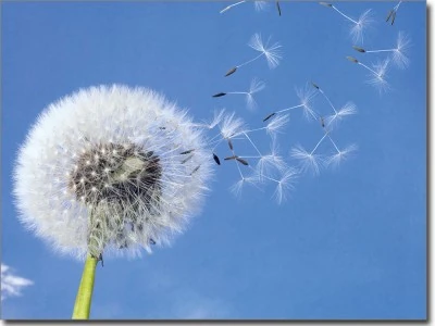 Glasbild Pusteblume