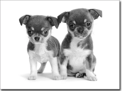 Fotofolie Chihuahua Babys schwarz-weiß