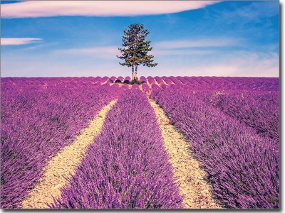 Glasbild Lavendelfeld