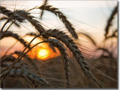 Foliendruck Abendsonne