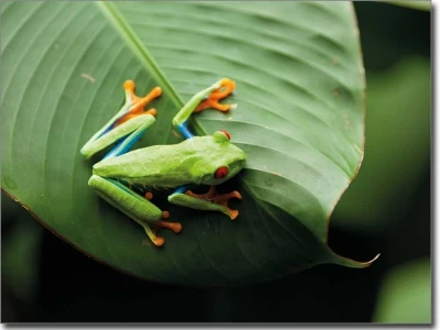 Fensterbild Grüner Frosch farbig