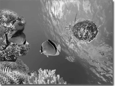 Fotofolie Unterwasserwelt schwarz-weiß
