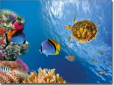 Fotofolie Unterwasserwelt farbig