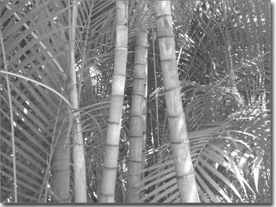 Glasaufkleber Bambuswald