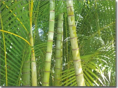 Glasaufkleber Bambuswald
