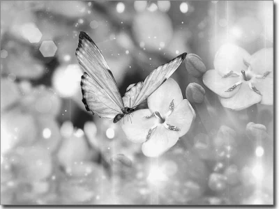Butterfly Glasfolie schwarz-weiß
